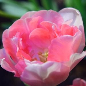 Meet your Posher, Monica